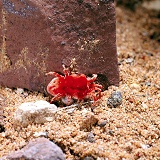 Giant Red Mite