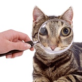 Magnifying cat's eyes