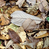 Leafy moth on leaf litter