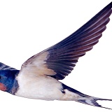 Swallow in flight