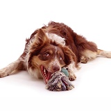 Red tricolour Border Collie with a toy