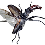 Stag Beetle in flight