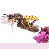 Bee-killer Wasp