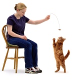 Girl dangling a toy for a ginger cat
