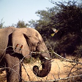 Red-throated Bee-eaters and Elephant