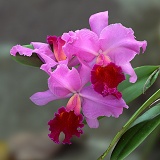Sepilok orchid