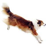 Border Collie leaping