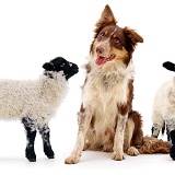 Border Collie dog with lambs