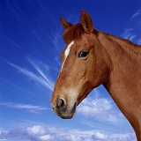 Portrait of chestnut pony