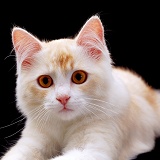 Cream Chinchilla-cross cat, 5 months old