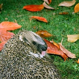 Hedgehog anointing