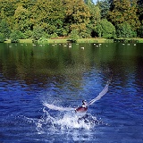 Wood Duck taking off from Weston Pond