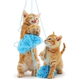 Kittens with blue wool