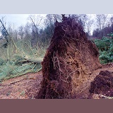 Fallen tree at Leith Hill landslide