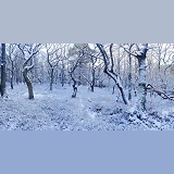 Snowy forest panorama