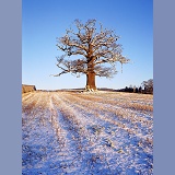Ockley Oak - snow