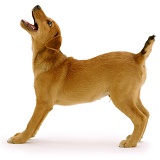 Brown puppy barking for a toy