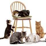 Cats mimsing about on a chair