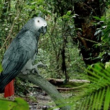 Grey Parrot in rainforest