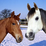 Horses in winter setting