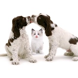 Spaniel pups & kitten licking
