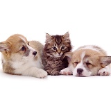 Two Corgi puppies and a kitten