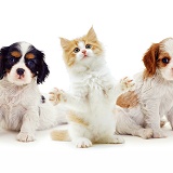 Two King Charles puppies & a kitten