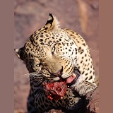 Leopard chewing meat