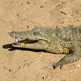 Crocodile with Egyptian Plover