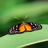 Tiger Longwing Butterfly