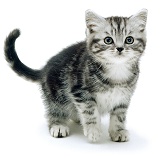 Silver tabby kitten