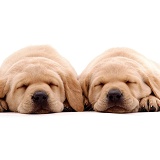 Sleeping Labrador puppies
