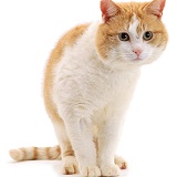 Ginger-and-white tom cat