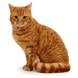 Ginger tom cat