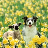 Lamb & Dog among daffodils