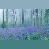 Misty Bluebell woods