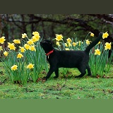 Black cat sniffing daffodils
