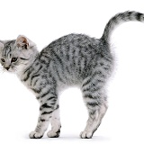 Friendly silver spotted kitten arching back