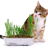 Cat eating indoor grass