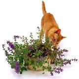 Cat with catmint