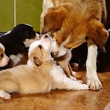 Border Collie bitch licking a puppy