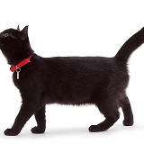 Black cat with red collar