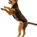 Lakeland Terrier x Border Collie leaping