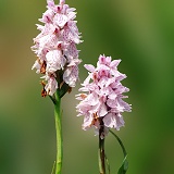 Heath Spotted Orchids