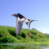 Swallow in flight over river