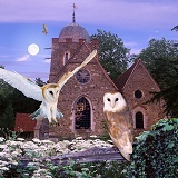 Barn Owls at Albury Church jigsaw