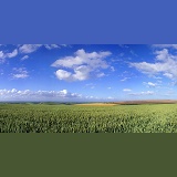 Wheat field panorama