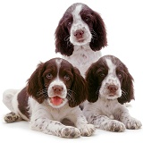 English Springer Spaniel pups