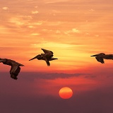 Brown Pelicans flying at sunset