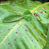 Camouflaged leafy mantis on rainforest leaf